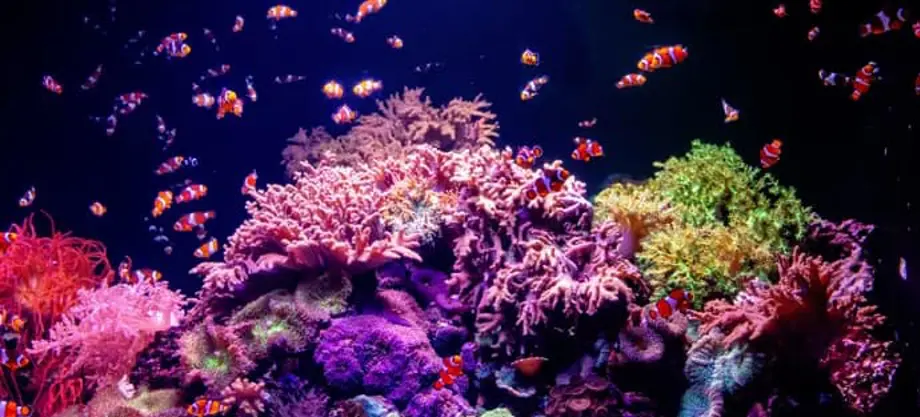 Sea Life London